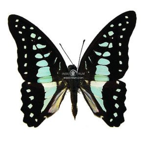 GRAPHIUM EVEMON